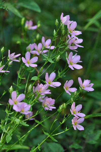 North Carolina Wildflower Week - North Carolina Botanical Garden